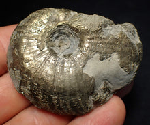 Load image into Gallery viewer, Uncommon Gleviceras pyrite ammonite fossil (58 mm)
