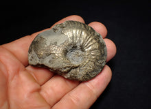 Load image into Gallery viewer, Uncommon Gleviceras pyrite ammonite fossil (58 mm)
