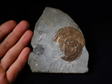 Load image into Gallery viewer, Iridescent Psiloceras multi-ammonite and bivalve display piece
