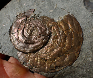 Iridescent Psiloceras multi-ammonite and bivalve display piece