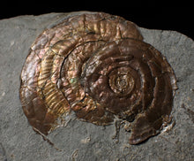 Load image into Gallery viewer, Iridescent Psiloceras multi-ammonite and bivalve display piece
