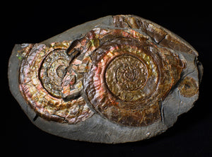 Iridescent multi-Psiloceras display ammonite fossil