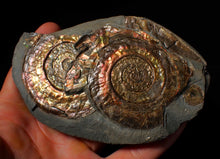 Load image into Gallery viewer, Iridescent multi-Psiloceras display ammonite fossil
