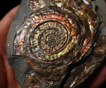 Load image into Gallery viewer, Iridescent multi-Psiloceras display ammonite fossil
