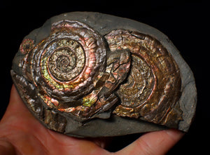 Iridescent multi-Psiloceras display ammonite fossil