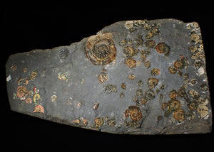 Large full rainbow-iridescent Psiloceras multi-ammonite display piece