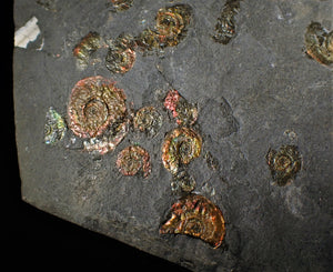 Large full rainbow-iridescent Psiloceras multi-ammonite display piece