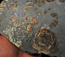 Load image into Gallery viewer, Large full rainbow-iridescent Psiloceras multi-ammonite display piece
