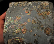 Load image into Gallery viewer, Large full rainbow-iridescent Psiloceras multi-ammonite display piece
