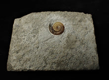 Load image into Gallery viewer, Calcite Promicroceras ammonite display piece (16 mm)
