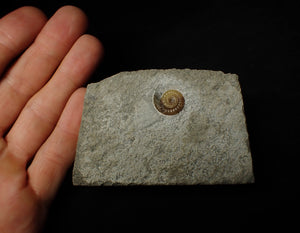 Calcite Promicroceras ammonite display piece (16 mm)
