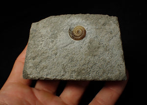 Calcite Promicroceras ammonite display piece (16 mm)