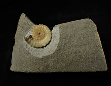 Load image into Gallery viewer, Calcite Promicroceras ammonite display piece (25 mm)
