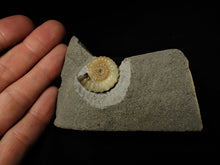Load image into Gallery viewer, Calcite Promicroceras ammonite display piece (25 mm)
