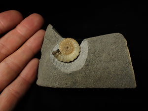 Calcite Promicroceras ammonite display piece (25 mm)