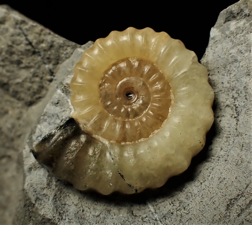 Calcite Promicroceras ammonite display piece (25 mm)