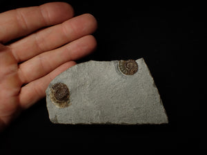 Calcite Promicroceras double-ammonite display piece