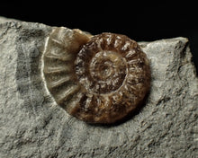 Load image into Gallery viewer, Calcite Promicroceras double-ammonite display piece
