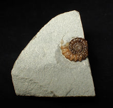 Load image into Gallery viewer, Calcite Promicroceras ammonite fossil display piece (20mm)
