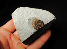Load image into Gallery viewer, Calcite Promicroceras ammonite fossil display piece (20mm)
