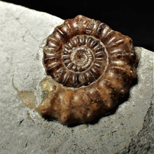 Load image into Gallery viewer, Calcite Promicroceras ammonite fossil display piece (20mm)
