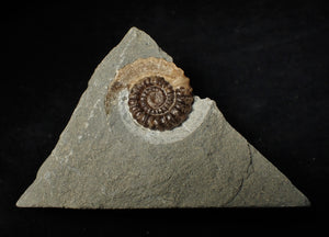 Calcite Promicroceras ammonite display piece (30 mm)