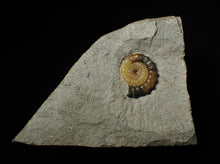 Load image into Gallery viewer, Calcite Promicroceras ammonite display piece (26 mm)
