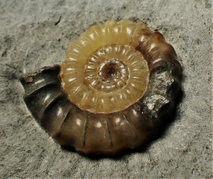Calcite Promicroceras ammonite display piece (26 mm)