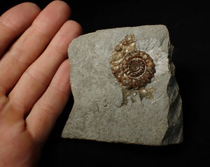 Xipheroceras ammonite display piece (35 mm)