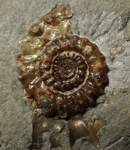 Load image into Gallery viewer, Xipheroceras ammonite display piece (35 mm)
