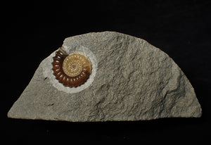 Calcite Promicroceras ammonite display piece (26 mm)