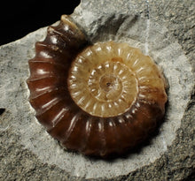 Load image into Gallery viewer, Calcite Promicroceras ammonite display piece (26 mm)
