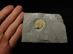 Calcite Promicroceras ammonite display piece (21 mm)