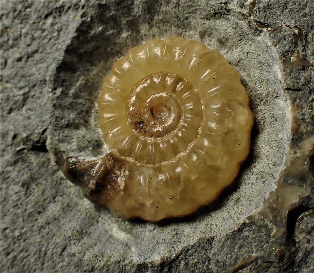 Calcite Promicroceras ammonite display piece (21 mm)