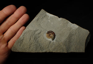 Calcite Promicroceras ammonite display piece (22 mm)