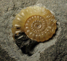 Load image into Gallery viewer, Large calcite Promicroceras ammonite display piece (30 mm)
