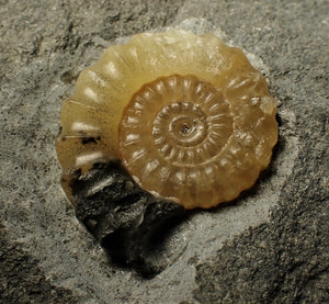 Large calcite Promicroceras ammonite display piece (30 mm)