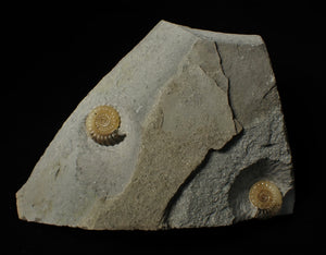 Calcite Promicroceras double-ammonite display fossil
