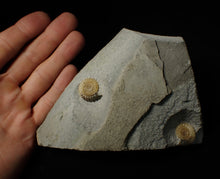 Load image into Gallery viewer, Calcite Promicroceras double-ammonite display fossil
