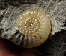 Load image into Gallery viewer, Calcite Promicroceras double-ammonite display fossil
