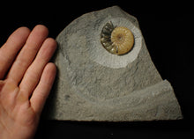 Load image into Gallery viewer, Asteroceras obtusum display ammonite (45 mm)
