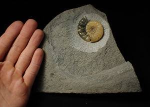 Asteroceras obtusum display ammonite (45 mm)