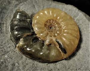 Asteroceras obtusum display ammonite (45 mm)