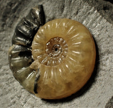 Load image into Gallery viewer, Asteroceras obtusum display ammonite (45 mm)

