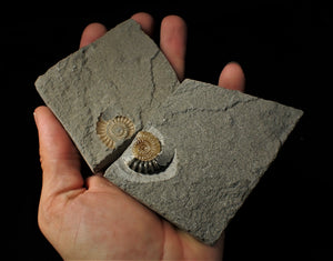 Split calcite Promicroceras ammonite display pieces