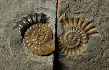 Load image into Gallery viewer, Split calcite Promicroceras ammonite display pieces
