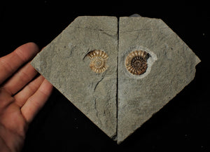 Large split calcite Promicroceras ammonite display pieces