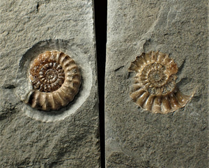 Large split calcite Promicroceras ammonite display pieces