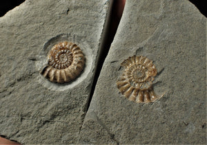 Large split calcite Promicroceras ammonite display pieces