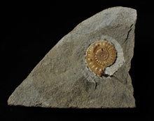 Load image into Gallery viewer, Large calcite Promicroceras ammonite display piece (26 mm)
